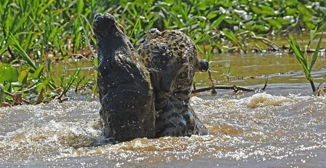 Μονομαχία μέχρι θανάτου μεταξύ ιαγουάρου και αλιγάτορα καϊμάν (βίντεο)